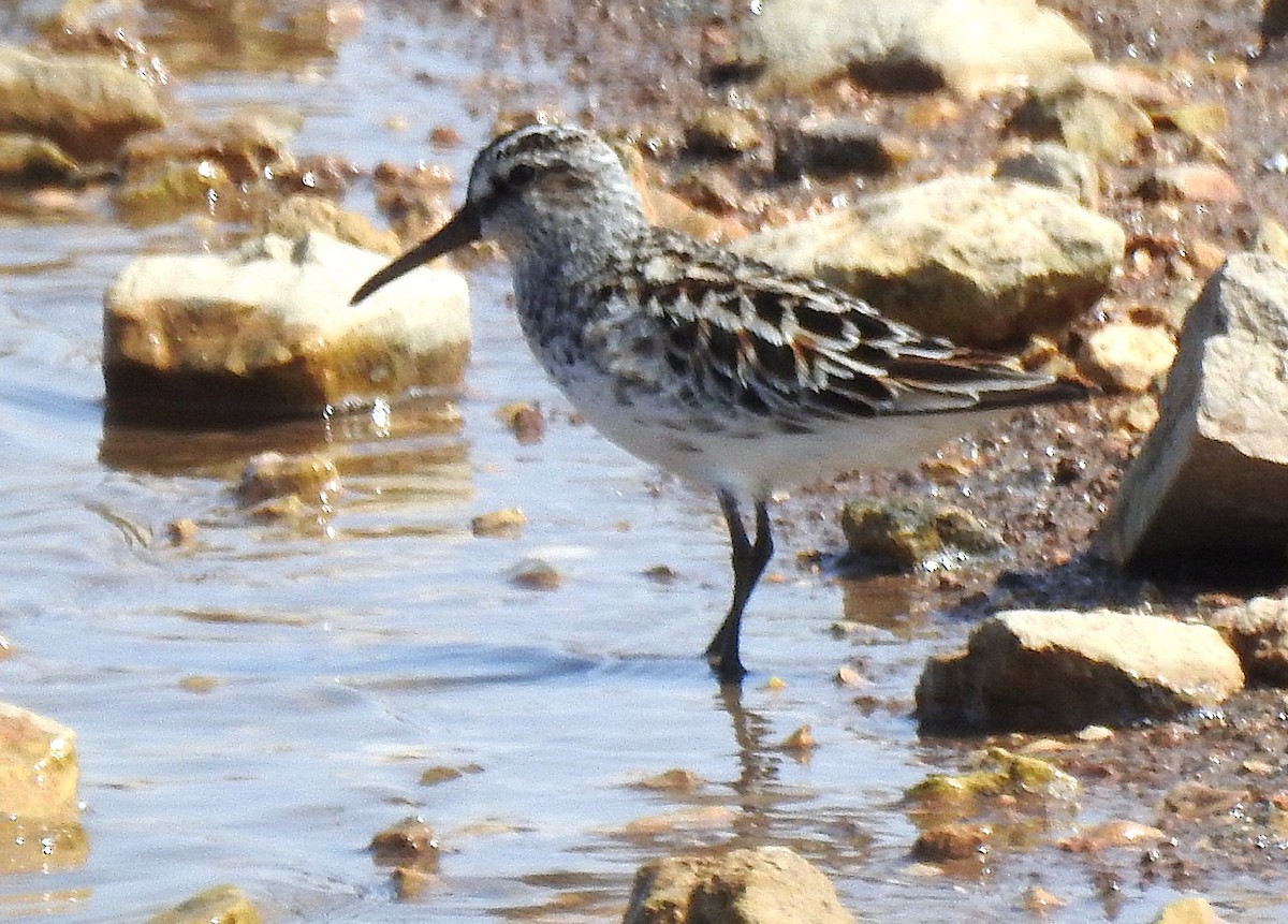 キリアイ - ML634791700
