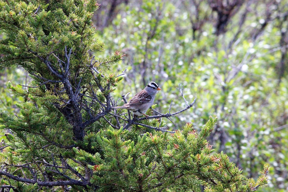 White-crowned Sparrow - Shannon Daniels