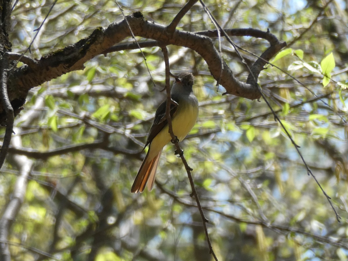 Great Crested Flycatcher - ML634791912