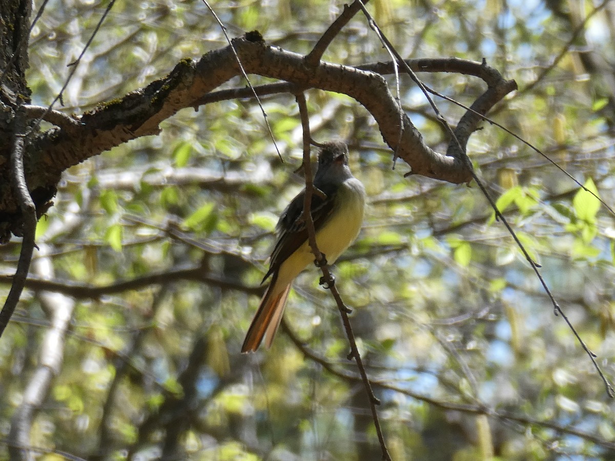 Great Crested Flycatcher - ML634791913