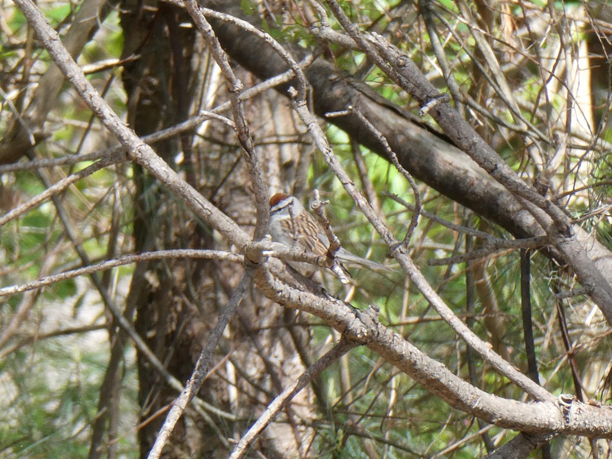 Chipping Sparrow - ML634791925