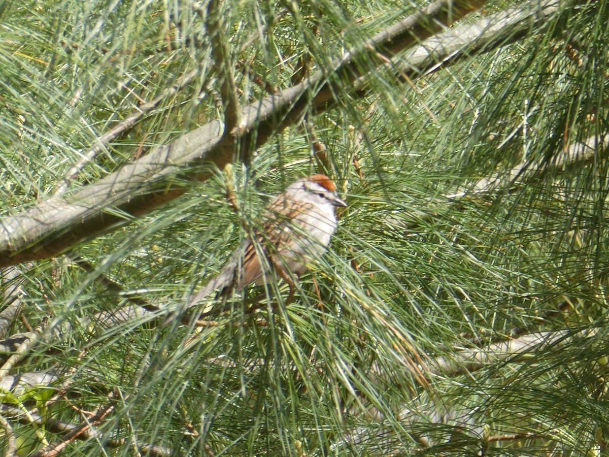 Chipping Sparrow - ML634791926