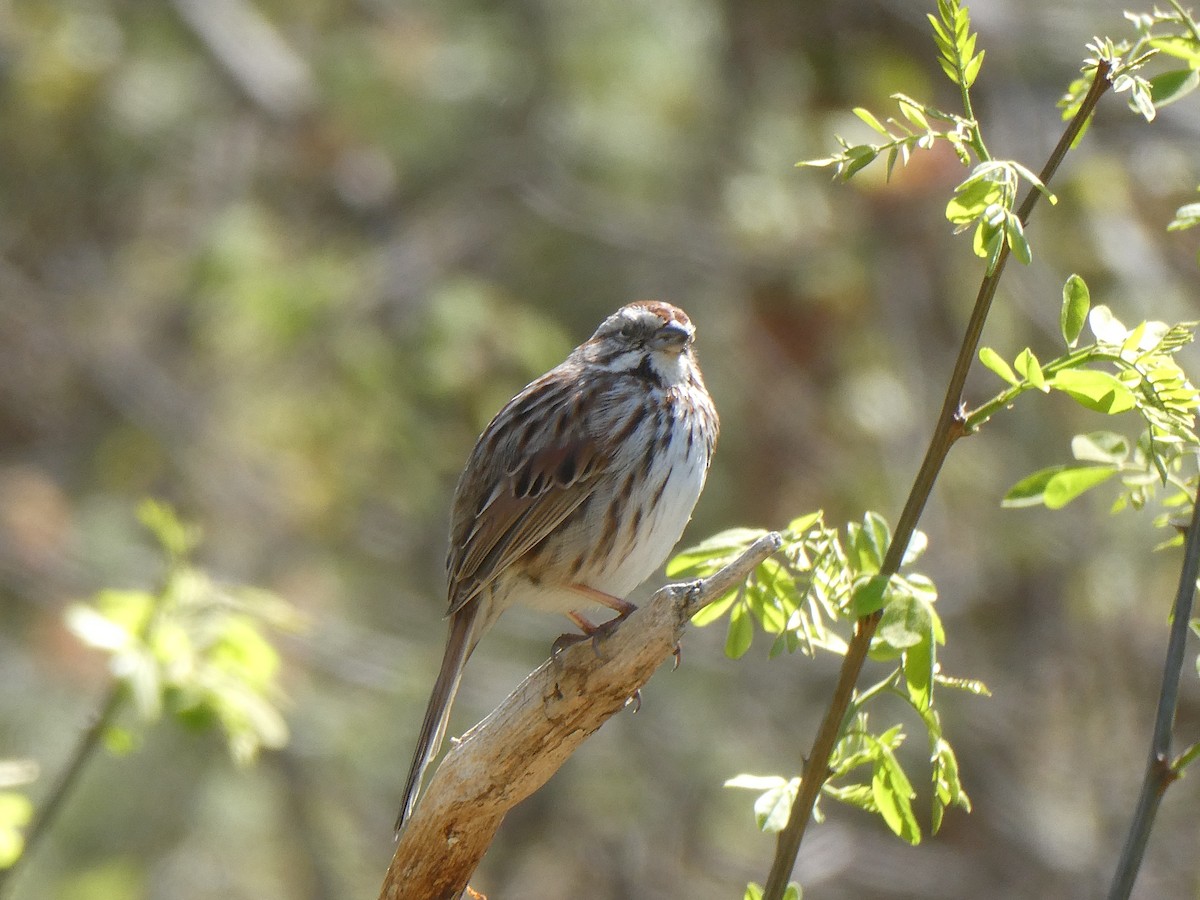 Song Sparrow - ML634791955