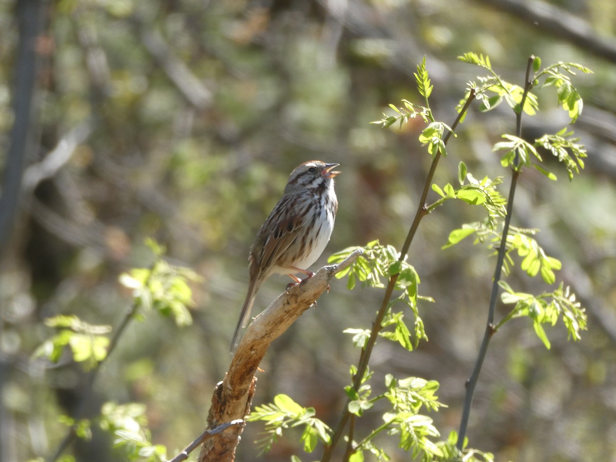 Song Sparrow - ML634791956