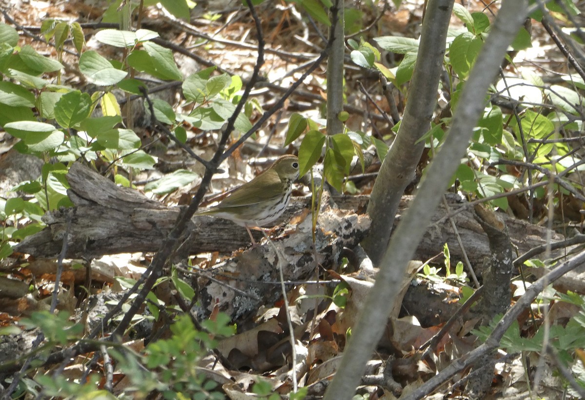 Ovenbird - ML634791978