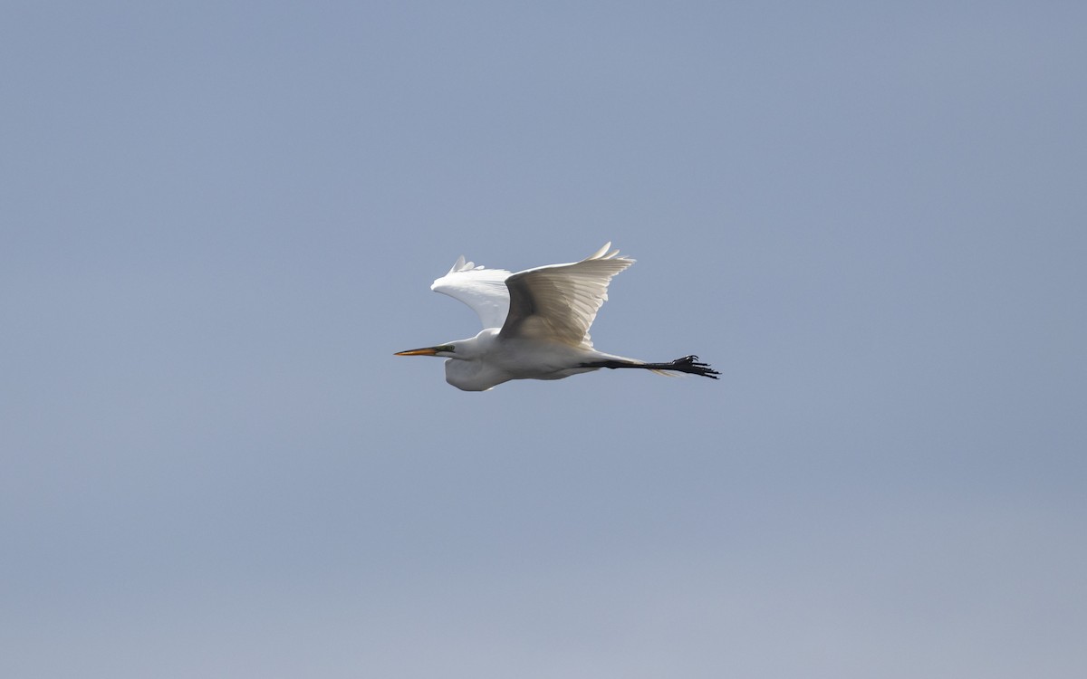 Great Egret - ML634791991