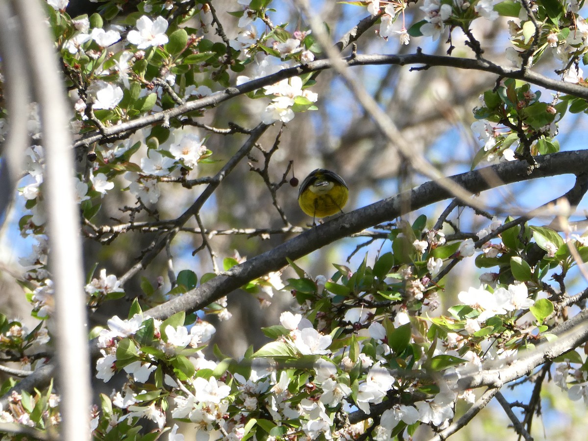 Blue-winged Warbler - ML634792000