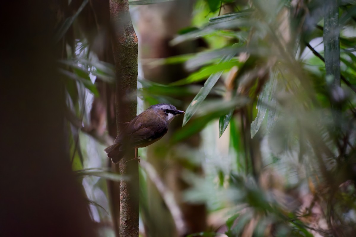 Gray-headed Robin - ML634792003