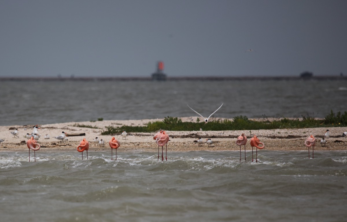 American Flamingo - ML634792019