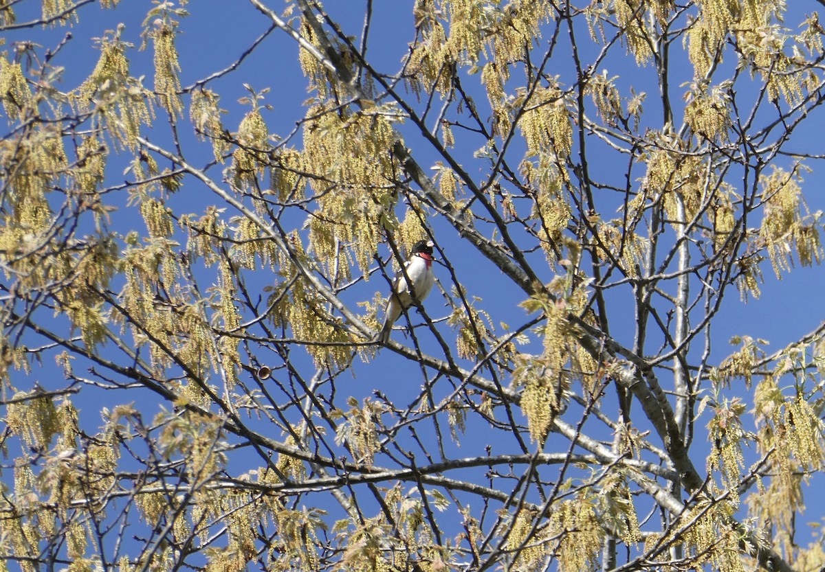Rose-breasted Grosbeak - ML634792040