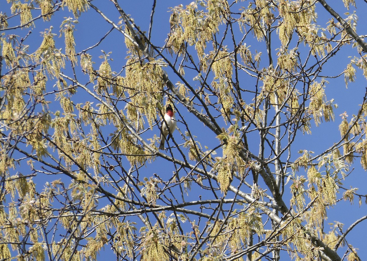 Rose-breasted Grosbeak - ML634792042