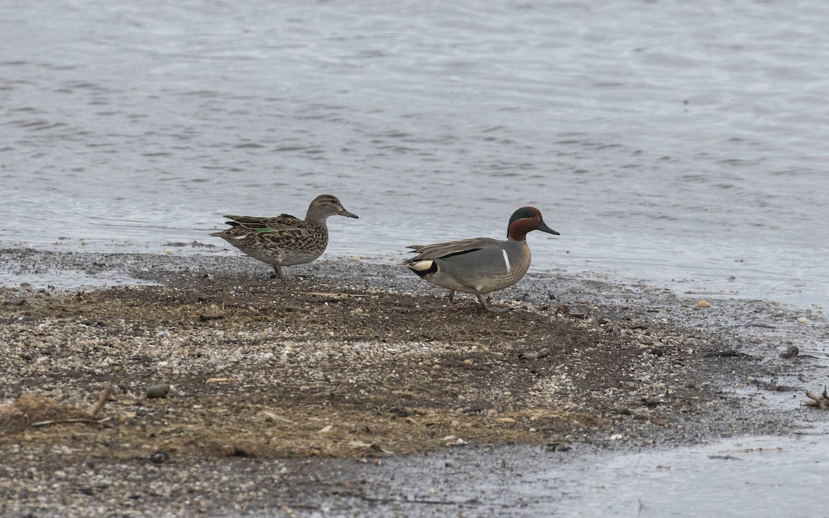 Green-winged Teal - ML634792052