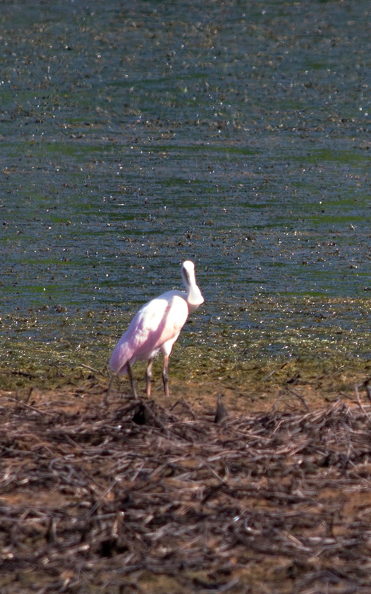 Roseate Spoonbill - ML634792054