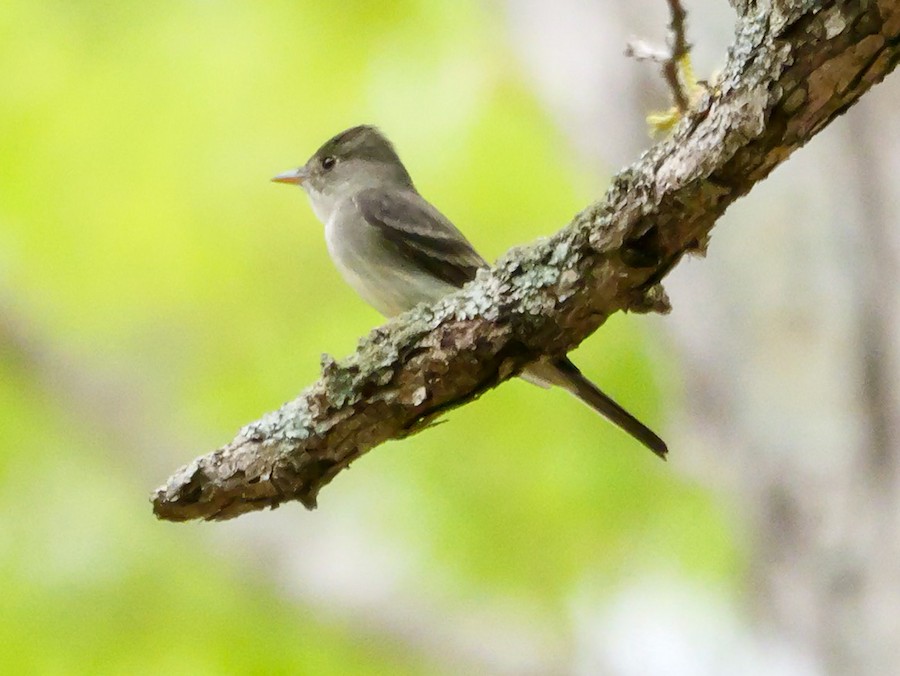 Eastern Wood-Pewee - Roger Horn