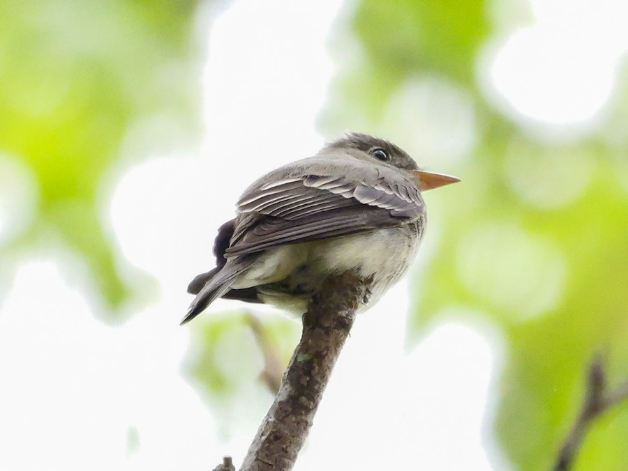 Eastern Wood-Pewee - Roger Horn