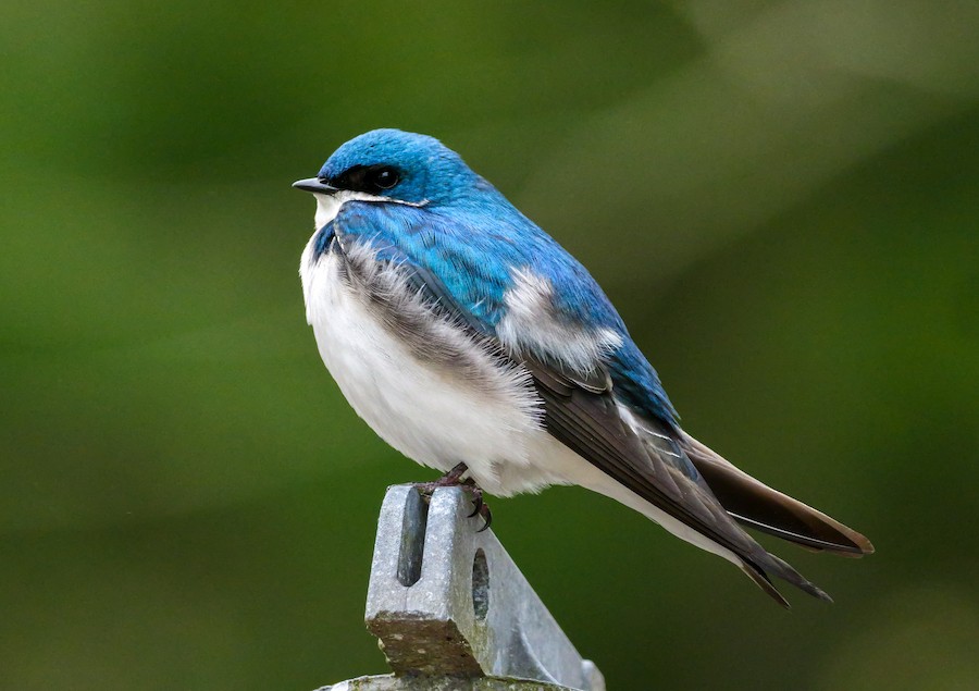 Tree Swallow - Roger Horn