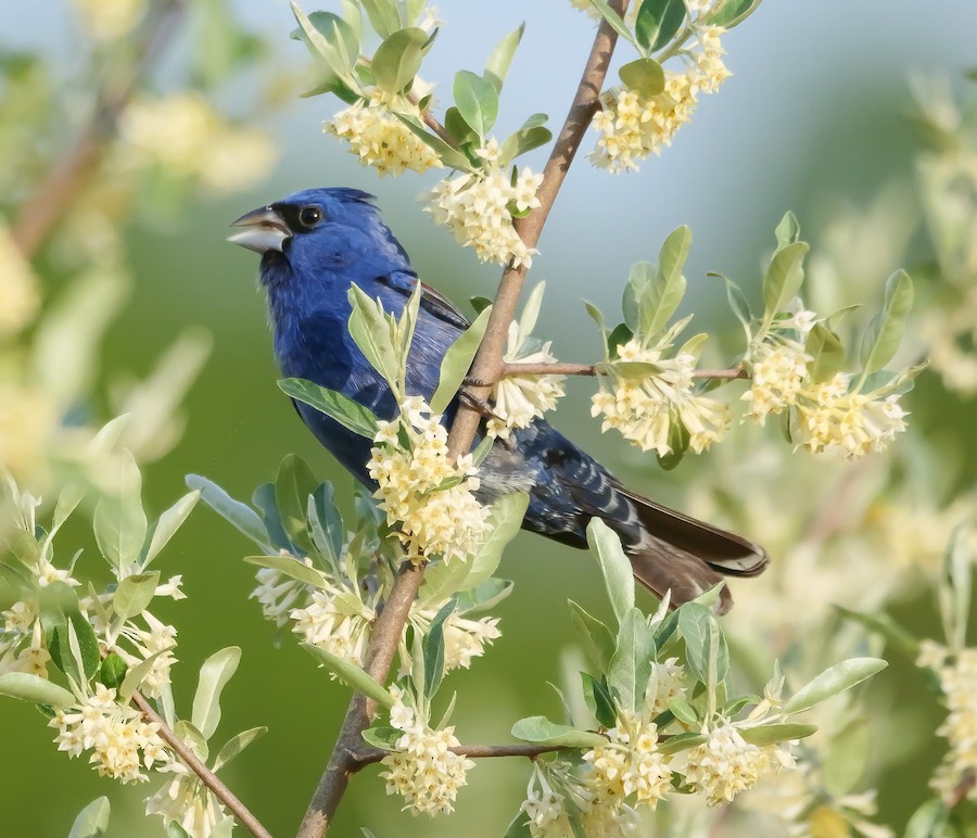 Blue Grosbeak - Roger Horn