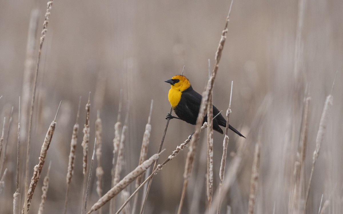 Yellow-headed Blackbird - ML634792109