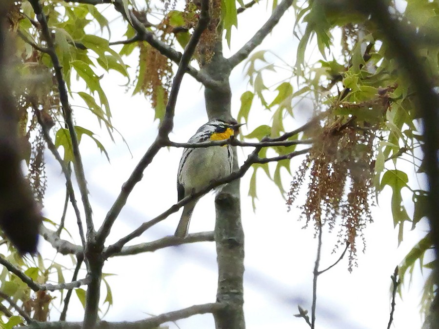 Yellow-throated Warbler - Roger Horn