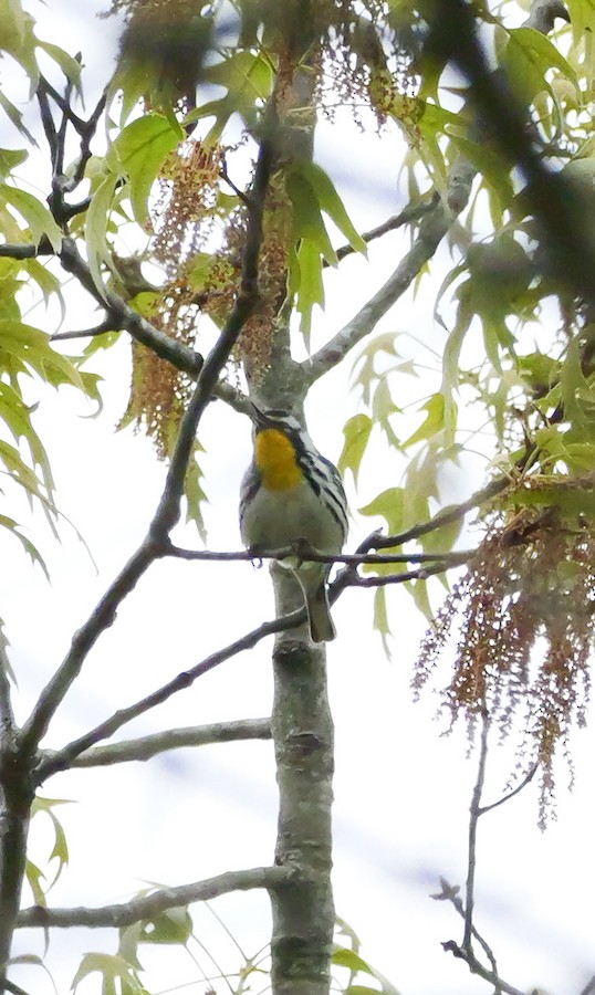 Yellow-throated Warbler - Roger Horn