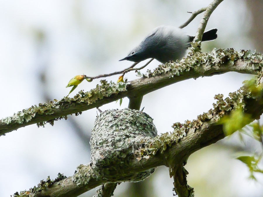 Blue-gray Gnatcatcher - Roger Horn