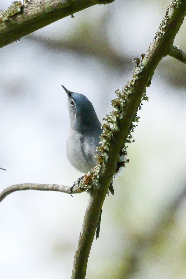 Blue-gray Gnatcatcher - Roger Horn