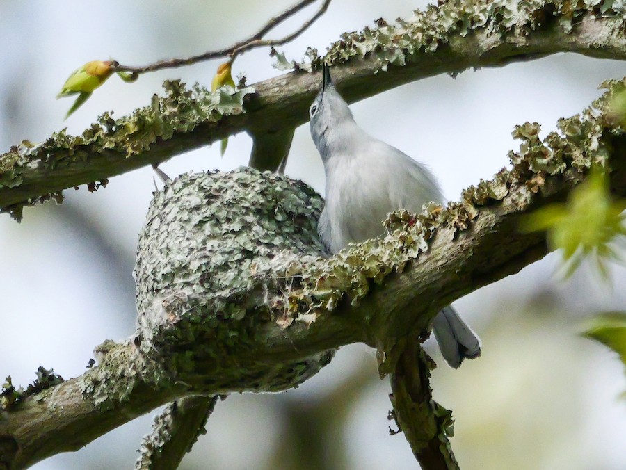 Blue-gray Gnatcatcher - Roger Horn