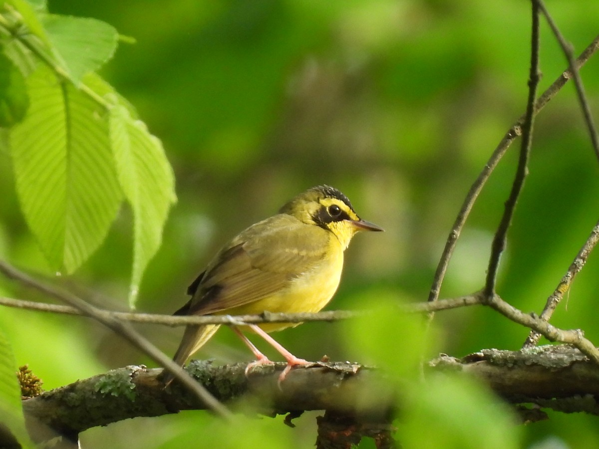 Kentucky Warbler - ML634792154