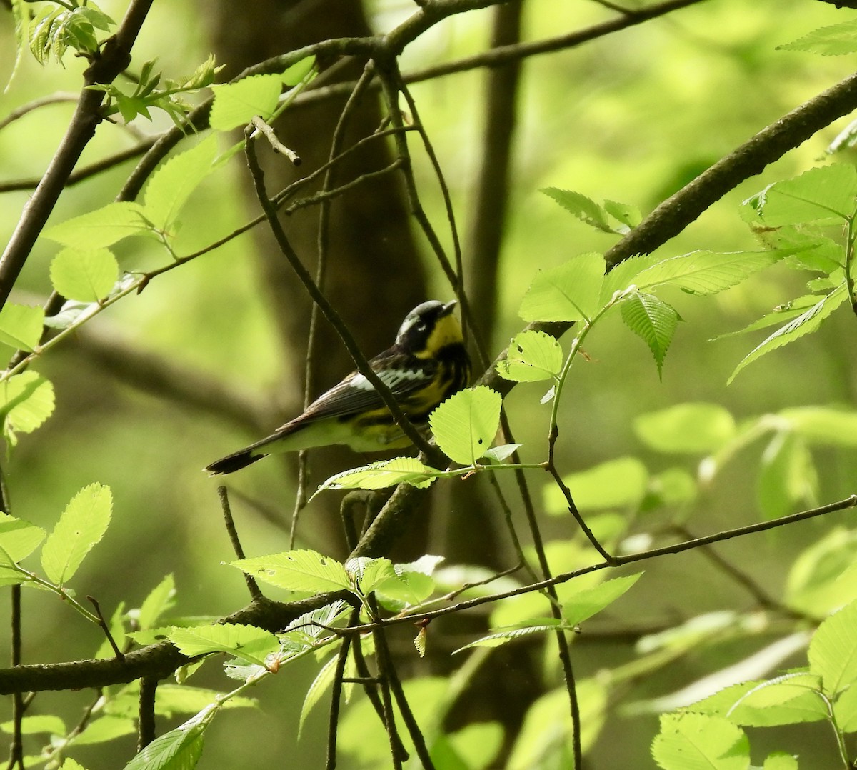 Magnolia Warbler - ML634792162