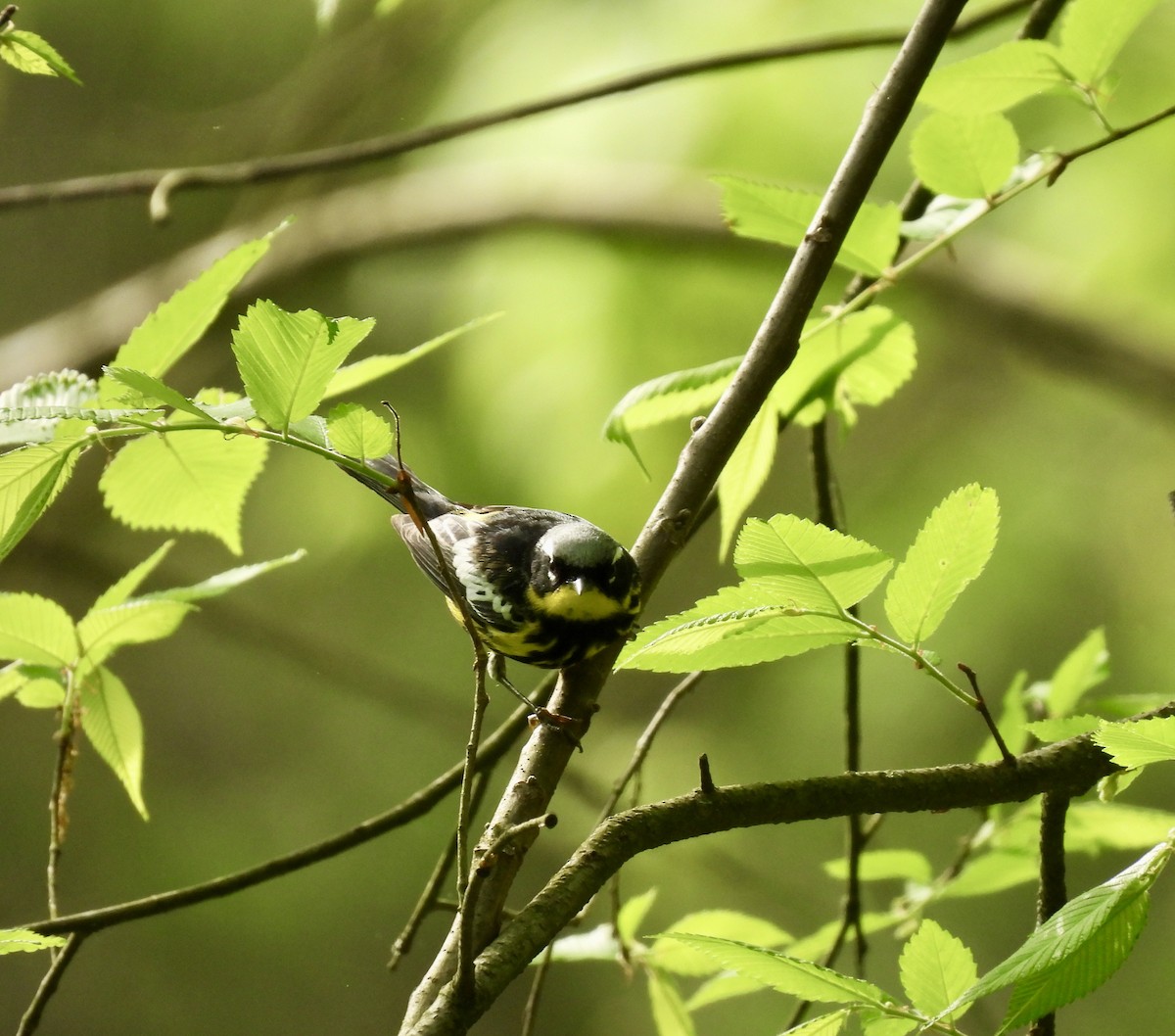 Magnolia Warbler - ML634792163