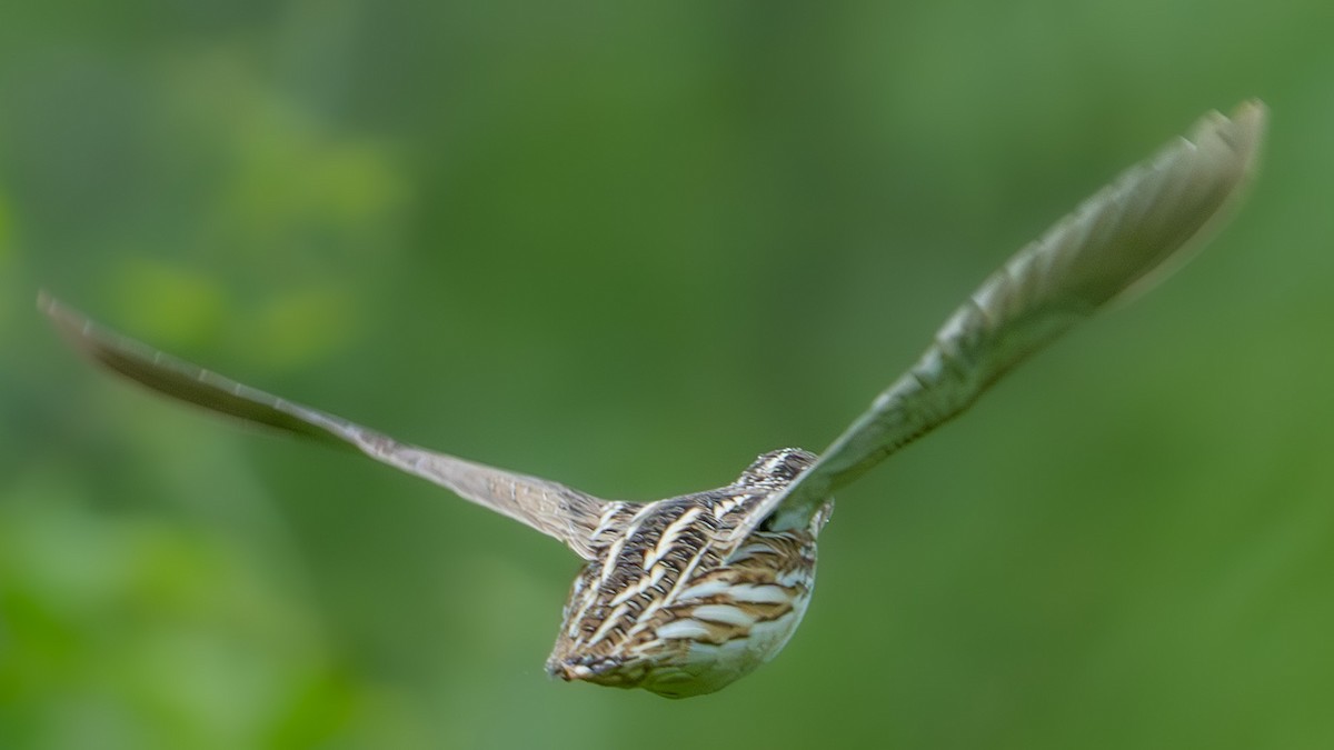 Galeper eurasiarra - ML634792170