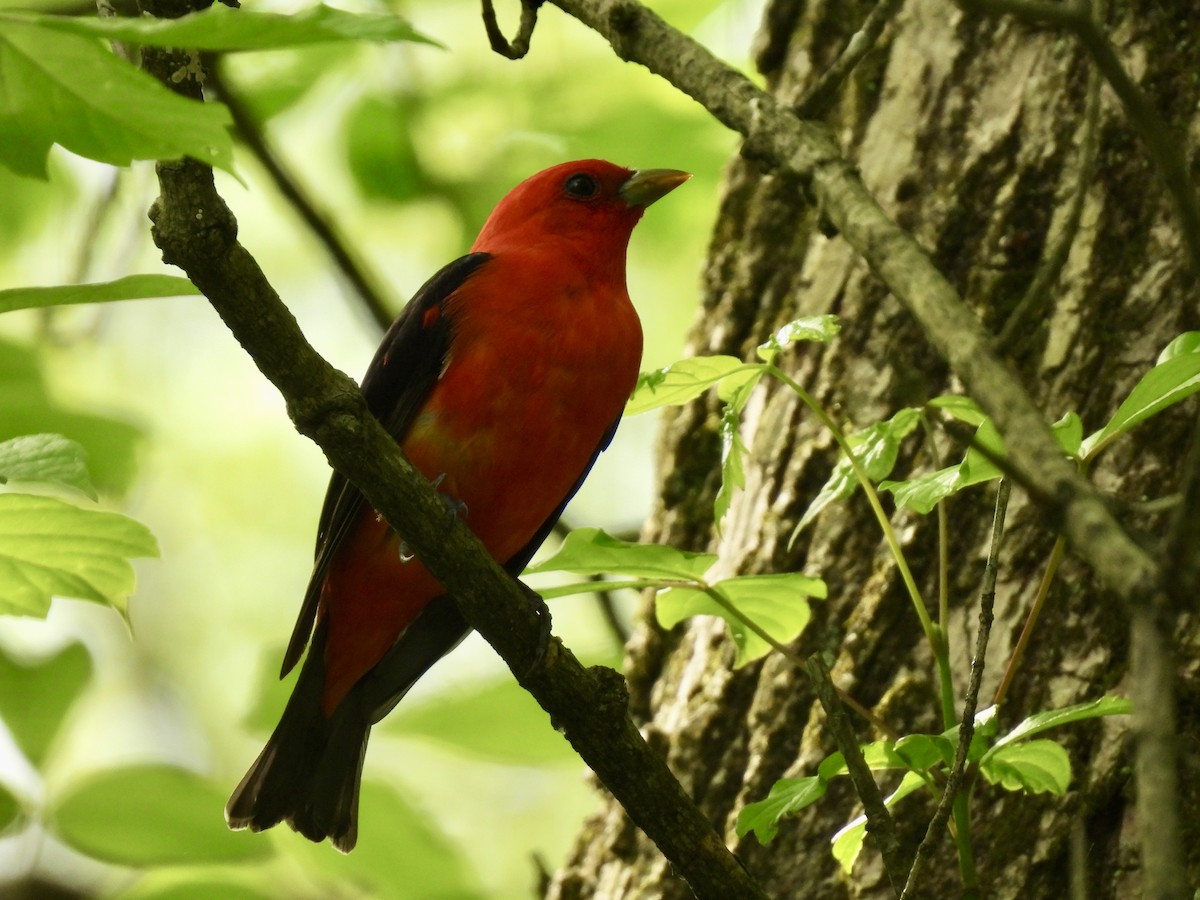Scarlet Tanager - ML634792177