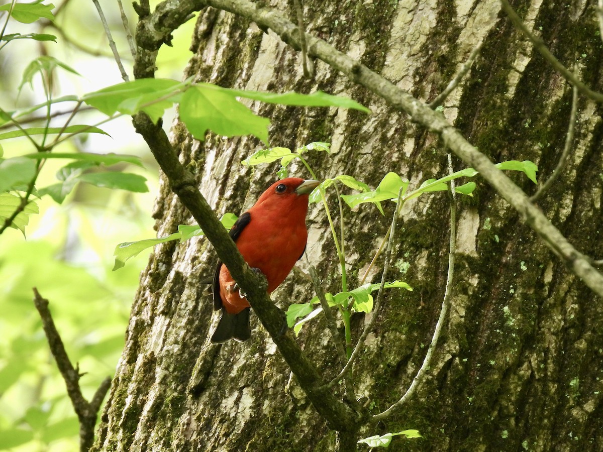 Scarlet Tanager - ML634792178