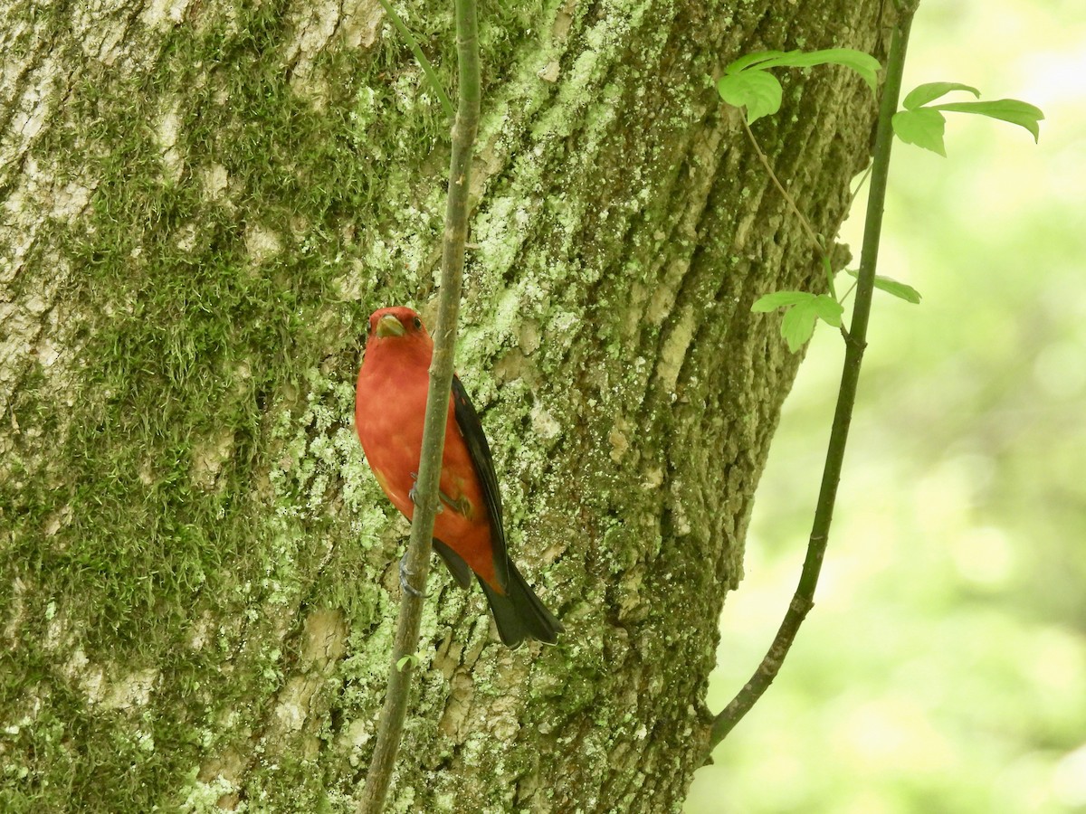 Scarlet Tanager - ML634792179