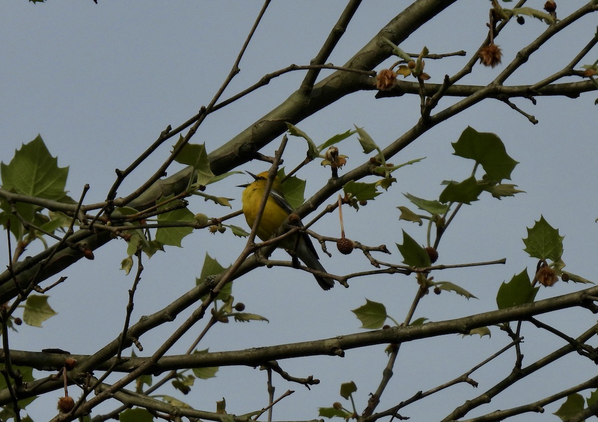 Blue-winged Warbler - ML634792190