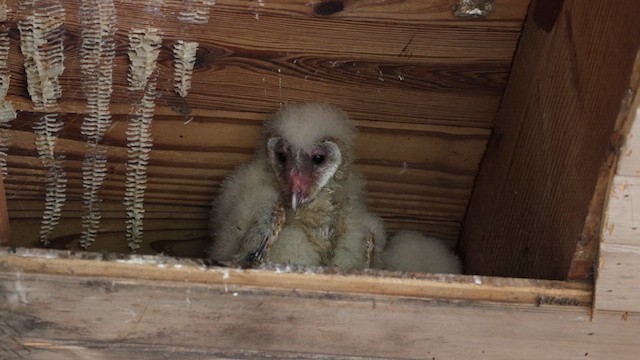 American Barn Owl (American) - ML634792192