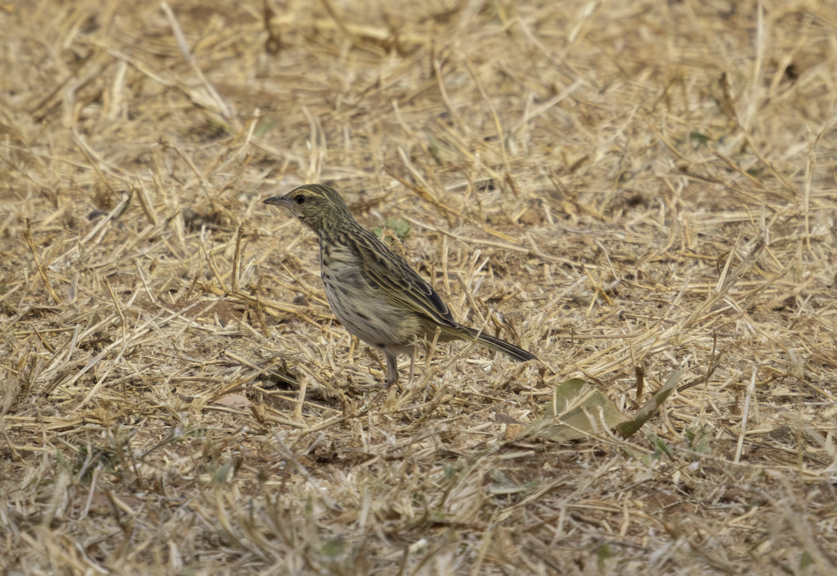 Striped Pipit - ML634792195