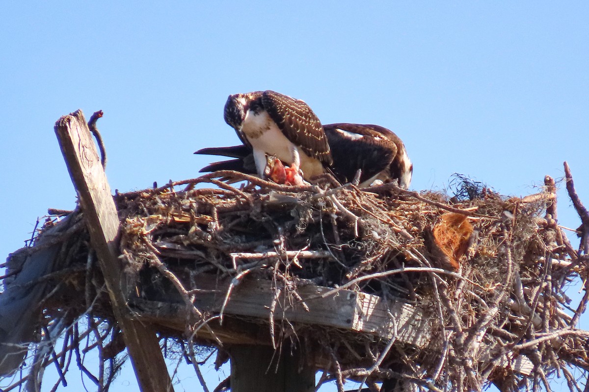 Osprey (American) - ML634792224