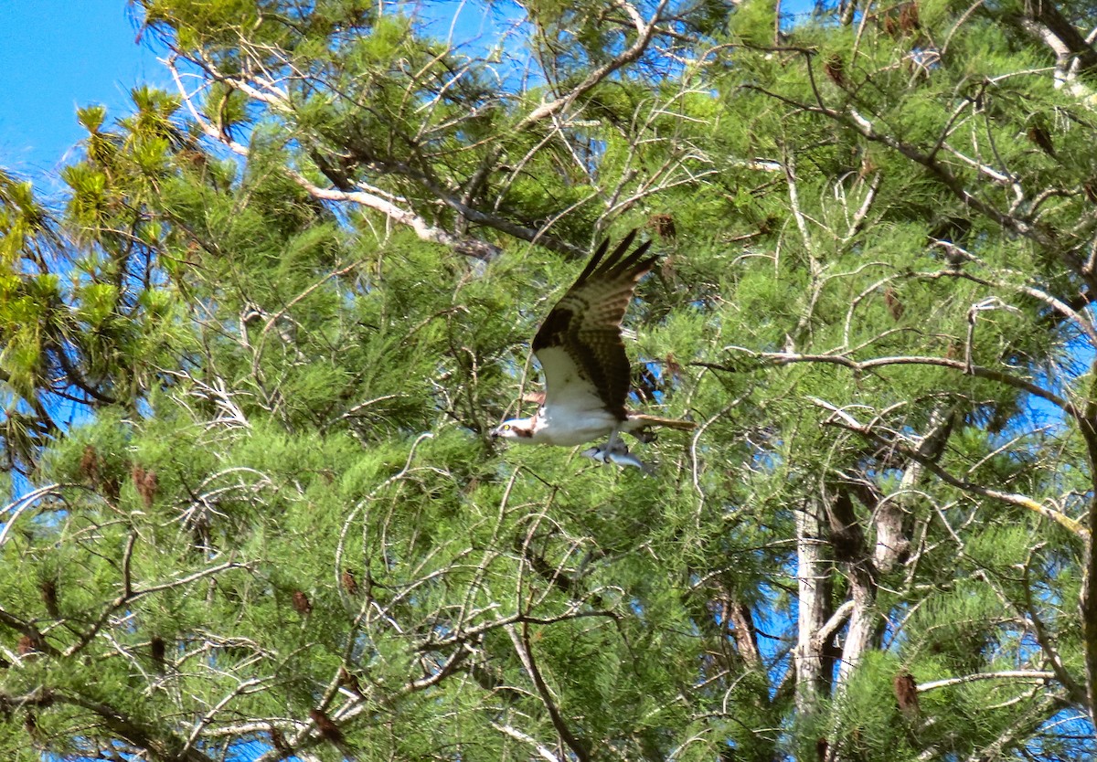 Osprey (American) - ML634792226