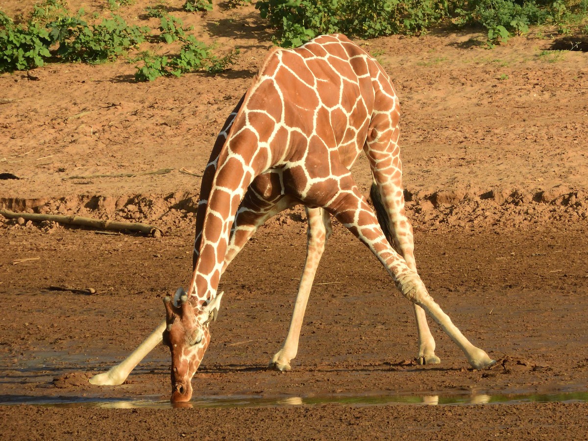 Reticulated Giraffe - ML634792237