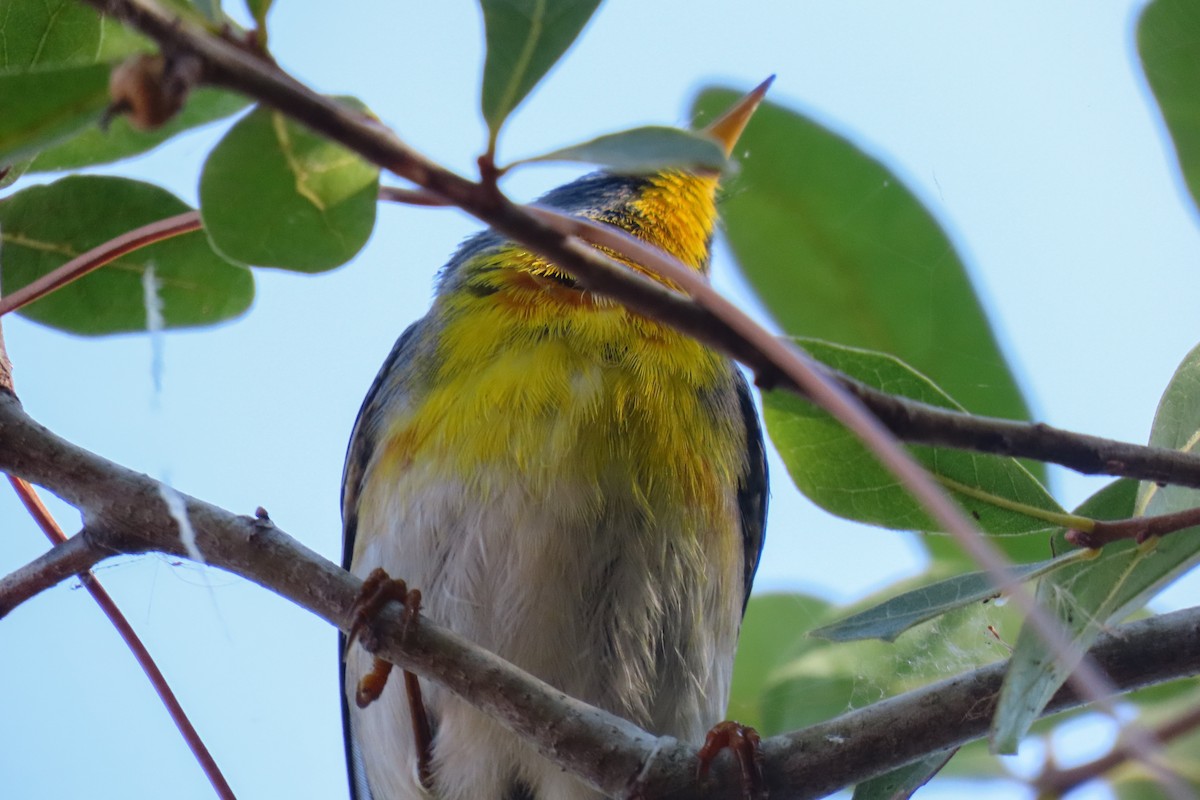 Northern Parula - ML634792244