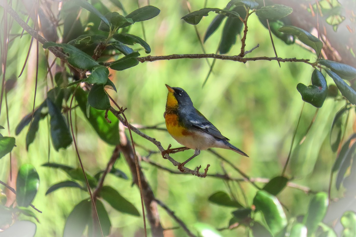Northern Parula - ML634792245