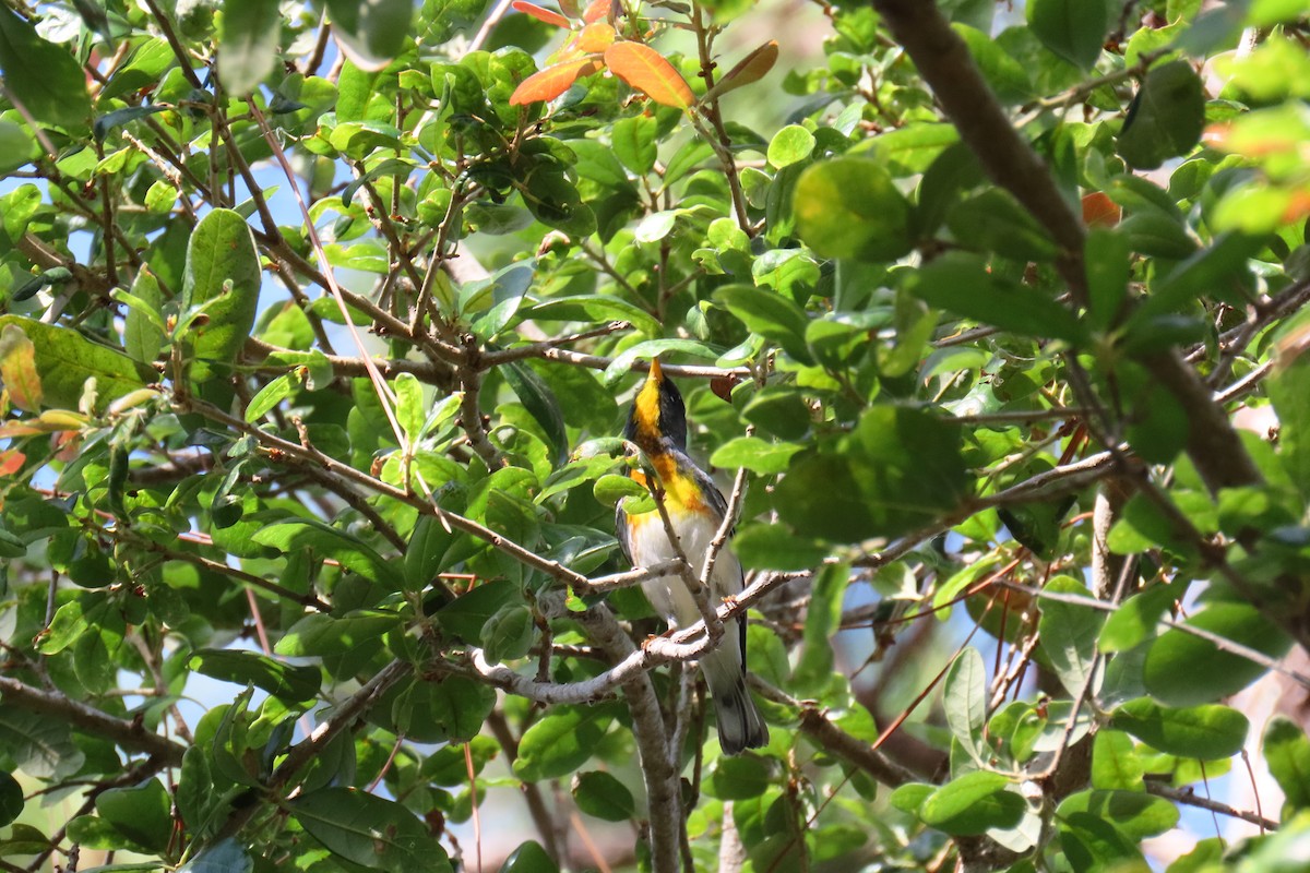 Northern Parula - ML634792246
