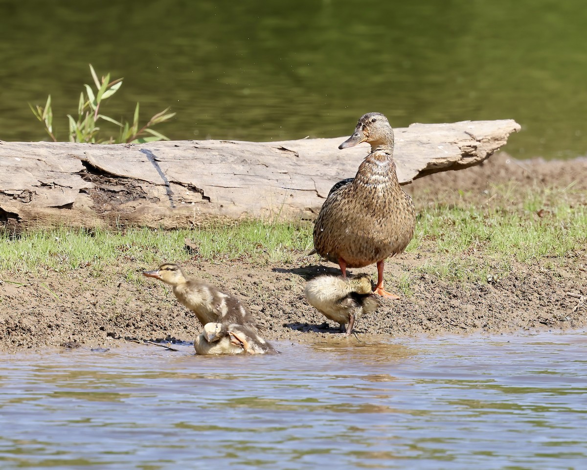 Mallard - ML634792304