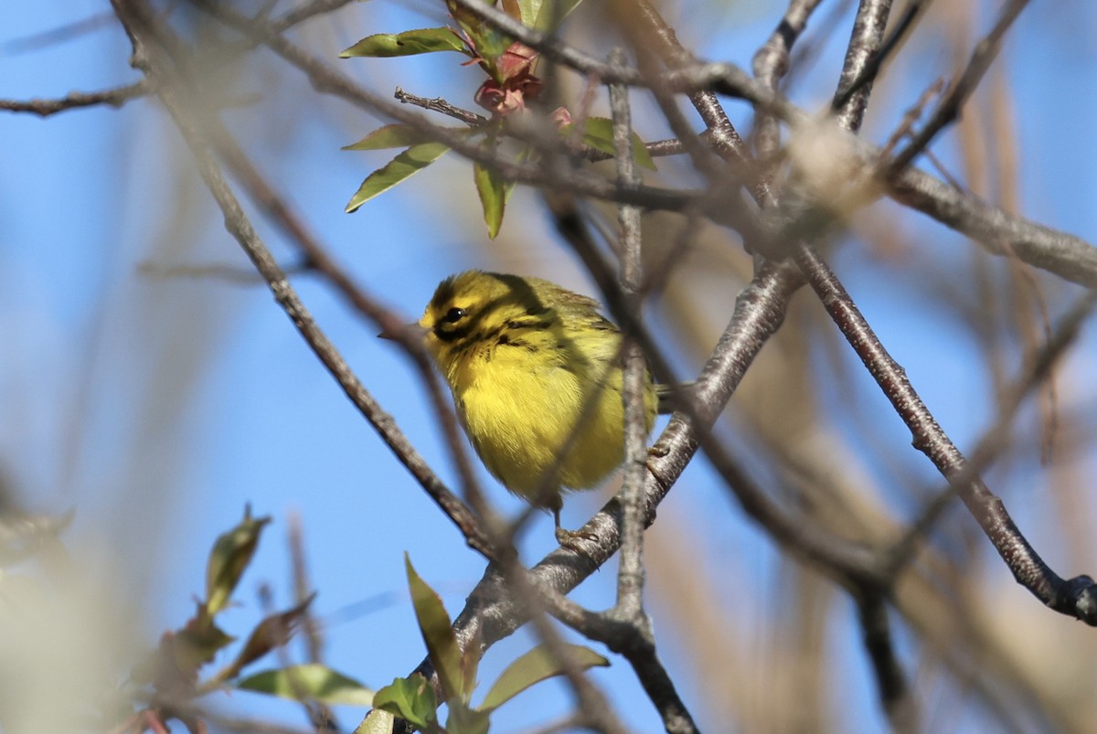 lesňáček pokřovní - ML634792305