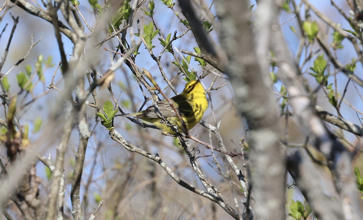 lesňáček pokřovní - ML634792306