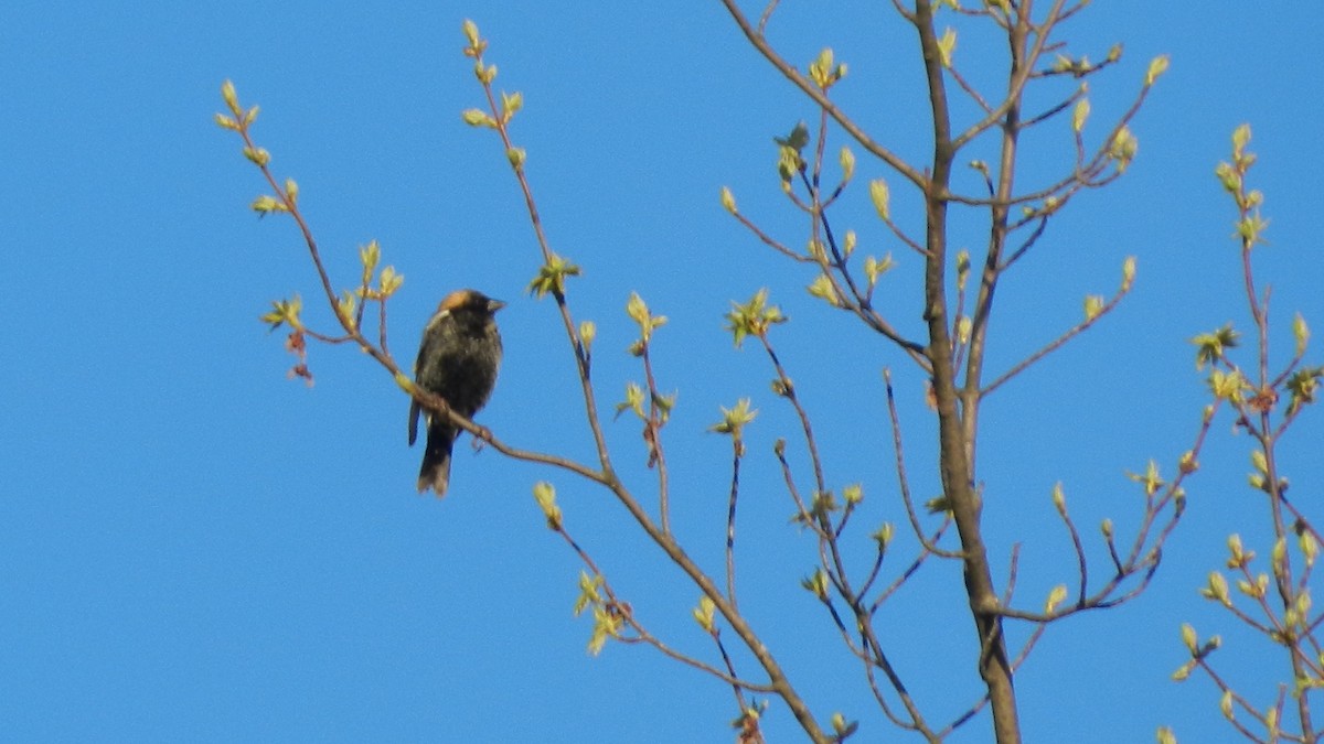 Bobolink - ML634792432
