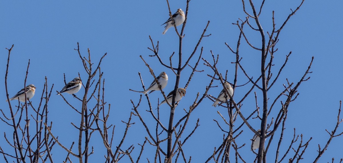Snow Bunting - ML634792441