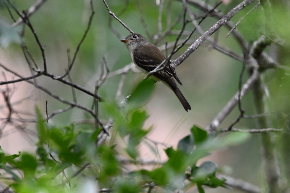 Acadian Flycatcher - ML634792469
