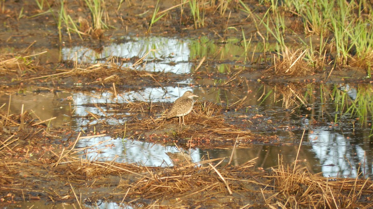 Spotted Sandpiper - ML634792478